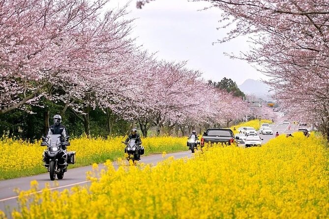 2026 Cherry Blossom East Day Tour in Jeju with UNESCO - Why Jeju’s king cherry blossoms matter on the east side
