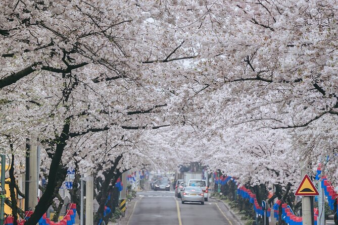 2026 Cherry Blossom East Day Tour in Jeju with UNESCO - Pickup timing and how the day keeps moving