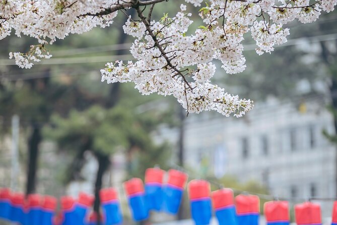 2026 Cherry Blossom East Day Tour in Jeju with UNESCO - Stop 1: Jeon Nong-ro Cherry Blossom Street and the night option