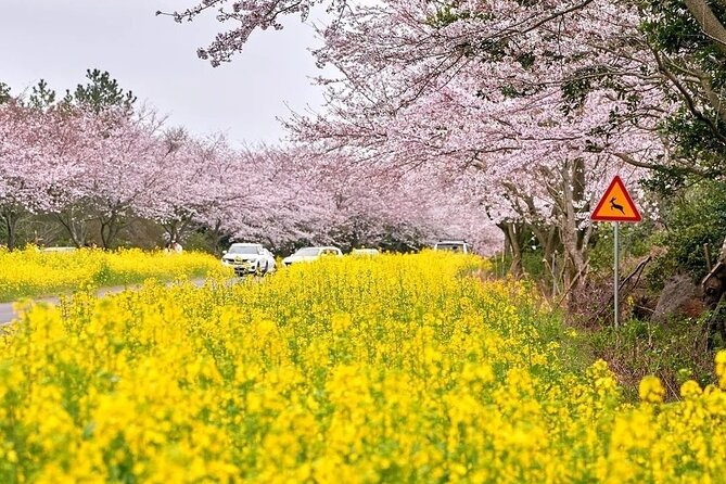 2026 Cherry Blossom East Day Tour in Jeju with UNESCO - Stop 2: Noksan-ro Canola Flower Road and Gasilri