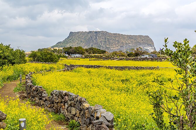 2026 Cherry Blossom East Day Tour in Jeju with UNESCO - Stop 3: Seongeup Folk Village, where residents live