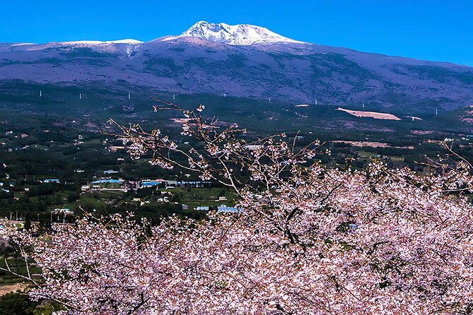 2026 Cherry Blossom East Day Tour in Jeju with UNESCO - Stop 4: Ilchul Land and what to expect from the paid garden