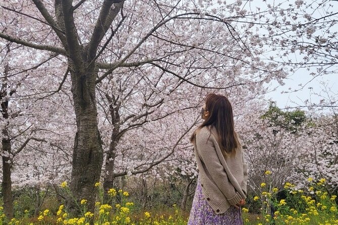 2026 JEJU Cherry Blossom West&South Full Day Tour with UNESCO - Key Points at a Glance