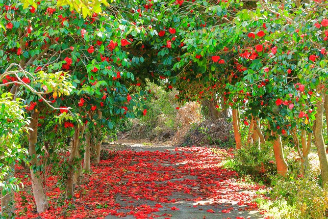 2026 JEJU Cherry Blossom West&South Full Day Tour with UNESCO - Price and Logistics: What You Really Get for $77.48