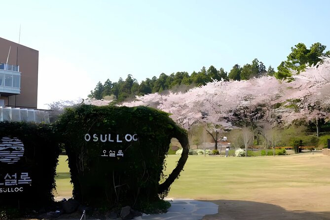 2026 JEJU Cherry Blossom West&South Full Day Tour with UNESCO - Yerae Ecological Park: A Blossom and Rapeseed Combo (Free, 1h 30m)