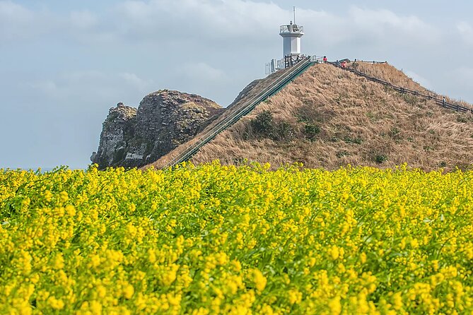 2026 JEJU Cherry Blossom West&South Full Day Tour with UNESCO - Nonjitmul Freshwater Beach and the Jeju Olle Coast Stretch (Free, 1h 30m)
