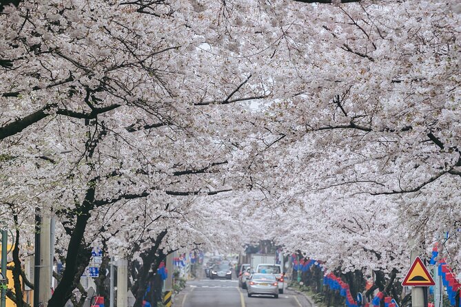 2026 JEJU Cherry Blossom West&South Full Day Tour with UNESCO - Yongmeori Beach at Sanbangsan’s Foot (Paid entry, 1h 30m)