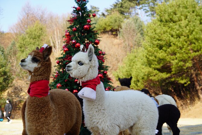 Alpaca, Nami, Eobi with Rail Bike or Strawberry - Key highlights worth your attention