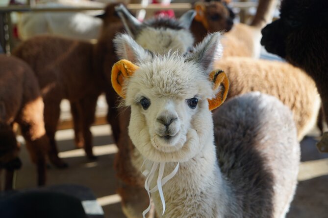 Alpaca, Nami, Eobi with Rail Bike or Strawberry - How the 11 to 12 hour schedule really feels