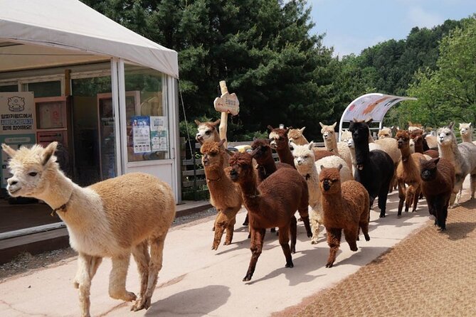 Alpaca World and Nami Island with Gangchon Rail Bike Tour - Price and Value: What You Pay For, What You Avoid