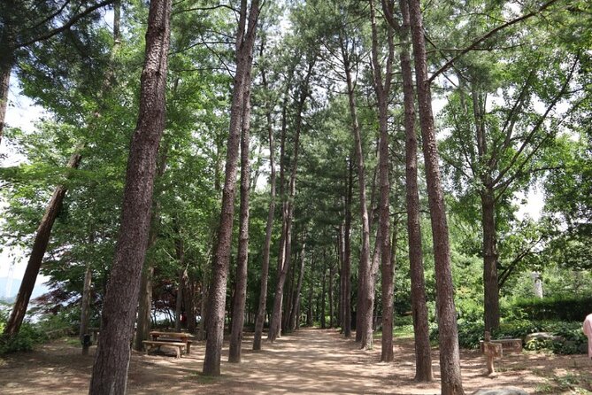 Alpaca World and Nami Island with Gangchon Rail Bike Tour - What to Pack and What to Do on Arrival