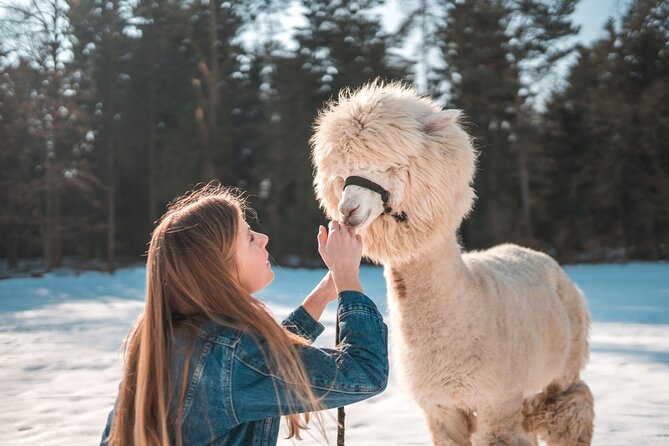 Alpaca World & Nami Island & Garden of Morning Calm One Day Tour - Getting there and getting your bearings from Hongik Univ. Station