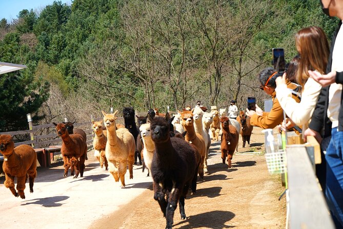 Alpaca World Tour with Nami Island (optional Railbike or Garden) - Alpaca World: feeding alpacas and the joy of animal time
