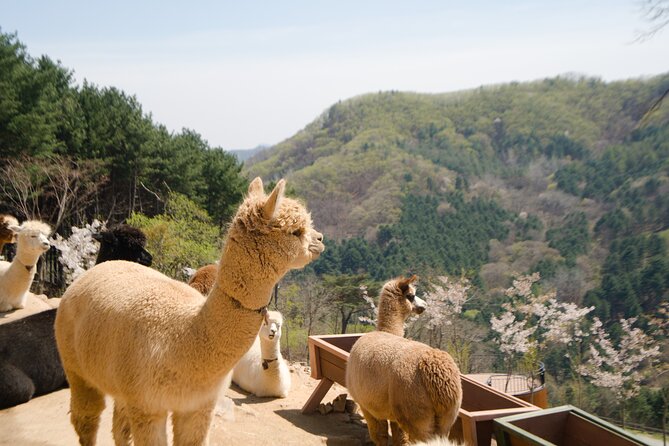Alpaca World Tour with Nami Island (optional Railbike or Garden) - The 12 to 13 hour rhythm: where your time really goes