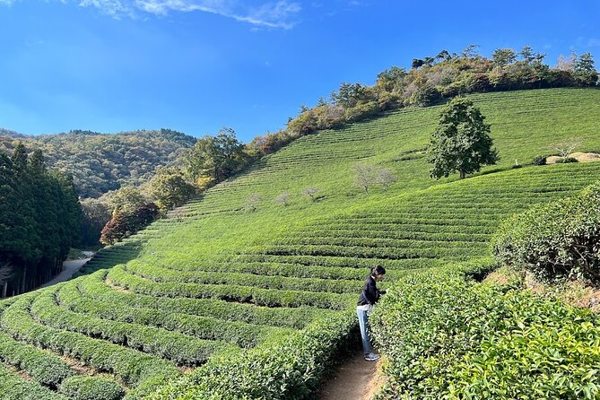 Boseong Tour : Green Tea Field, Mountain & Lake Trail (Private) - Gwangju to Boseong: how the timing really works
