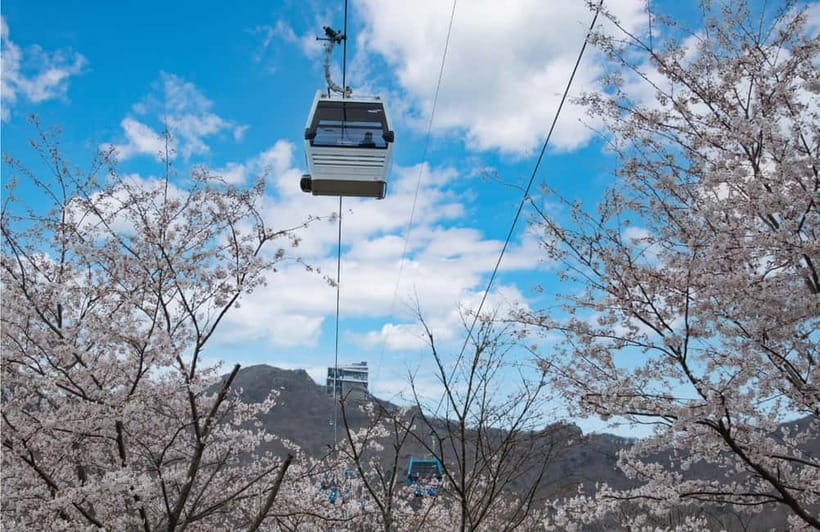 Busan: Hidden Gem Geoje & Oedo Botania Island & Cable car - How the Day From Busan Stays Smooth (Pickup, Van Time, Small Group)
