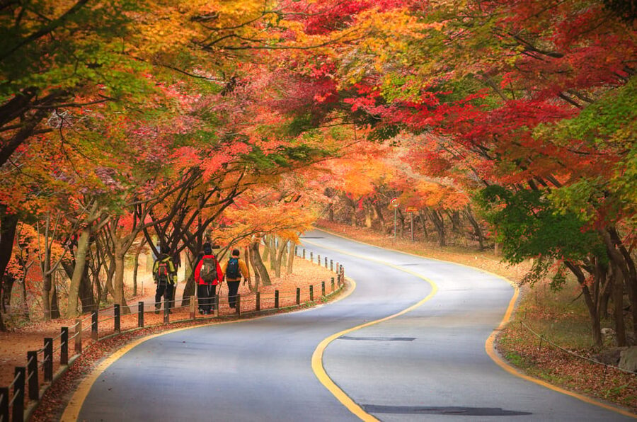 Busan: Naejangsan National Park Autumn Foliage One Day Tour - Why Naejangsan autumn is so tempting for a one-day trip
