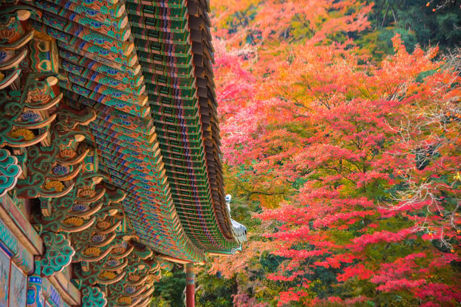 Busan: Naejangsan National Park Autumn Foliage One Day Tour - Timing the day: when you arrive, when you leave, what it means