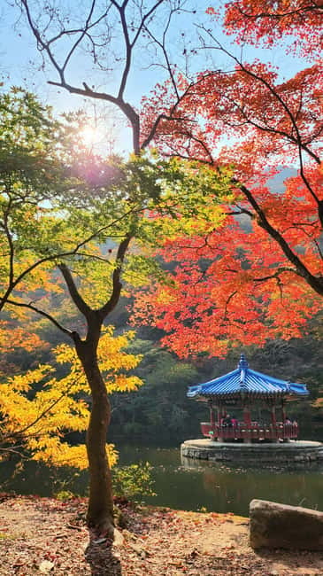 Busan: Naejangsan National Park Autumn Foliage One Day Tour - Price and value: is $46 a good deal for this format?