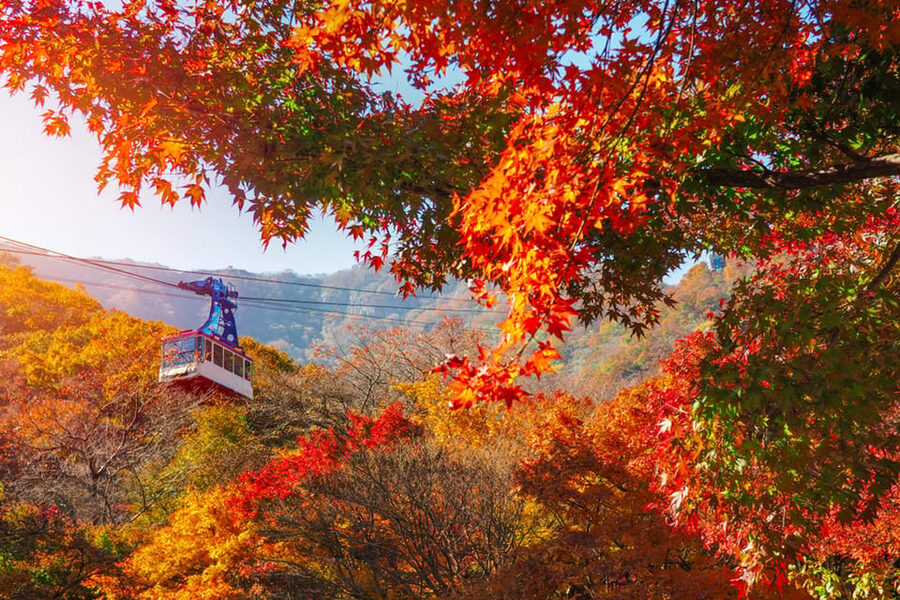Busan: Naejangsan National Park Autumn Foliage One Day Tour - Who this tour suits best, and who might want to skip it