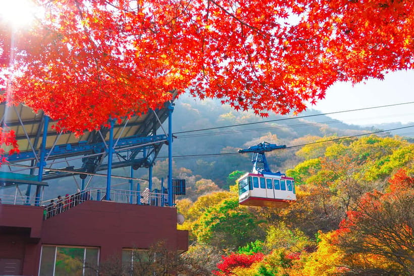 Busan: Naejangsan National Park Autumn Foliage One Day Tour - What to bring, and the one thing to watch for