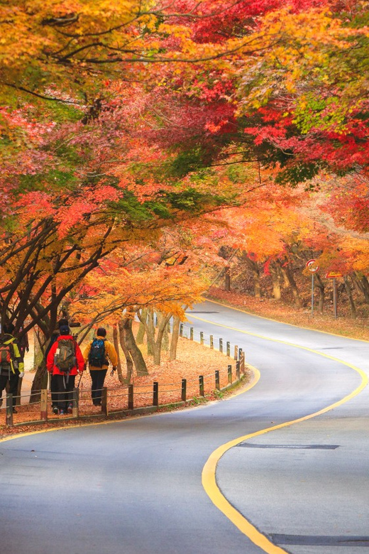 Busan: Naejangsan National Park Autumn Foliage One Day Tour - Getting from Busan to Naejangsan: the shuttle saves your legs