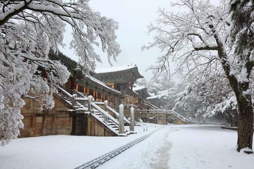 Busan: Winter Healing Park and (Gyeongju/Daegu) One Day Tour - FAQ