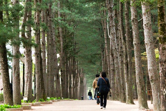 Day Trip to Nami Island with Rail bike and The Garden of Morning Calm - How the day trip schedule really works from Seoul