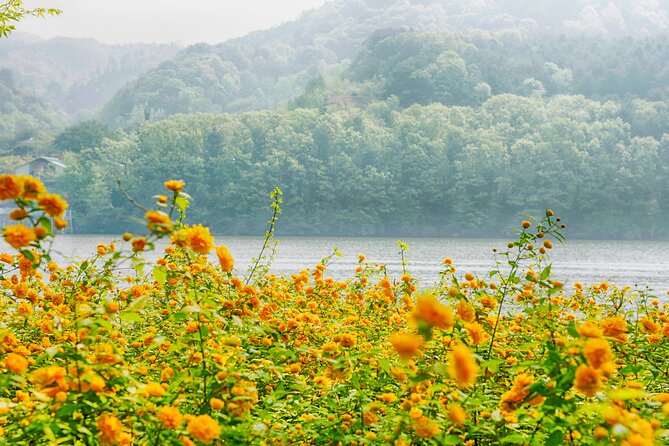 Day Trip to Nami Island with Rail bike and The Garden of Morning Calm - Price and logistics: does $76.19 feel fair?
