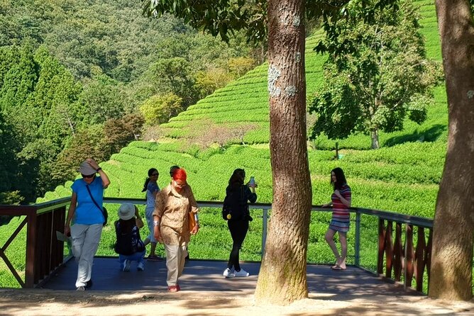 Discover Western Korea in 4days: All-Inclusive Experience - Day 3 in Boseong and Suncheon: Tea terraces and wetland wildlife habitat