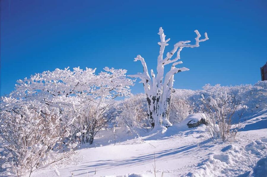 East Jeju: Day Tour with Seongsan Peak & Haenyeo Performance - Pickup and meeting: avoid the classic start-of-day headache
