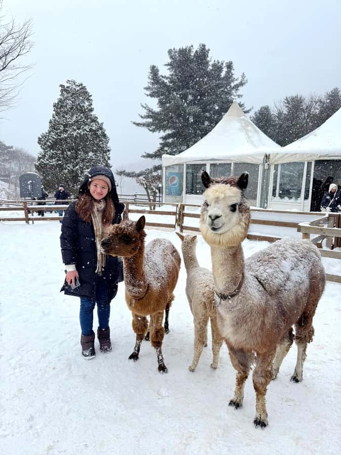 Eobi Ice Valley & Nami (+ Light Festival, Railbike, Alpaca) - A Winter Day Trip Route from Seoul (How the Schedule Works)