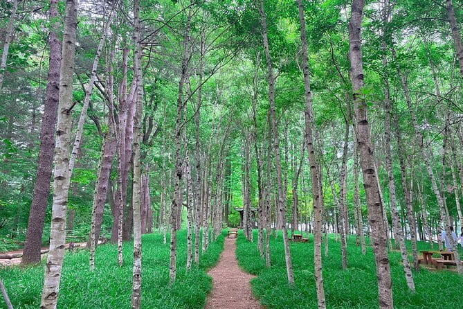 Eobi+Nami+Hanbok Tour with Rail Bike or Strawberry Option - Strawberry picking option: a hands-on break from winter walking