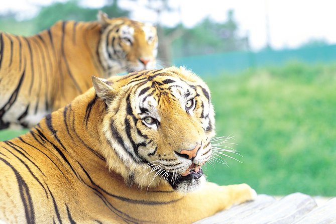 Everland Amusement Park with free-ride Ticket - Your Everland day inside the park: rides, gardens, and animals