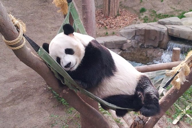 EVERLAND "From Hotel to Hotel" [Premium Private Tour: Only One Group for You] - Who this private Everland day fits best