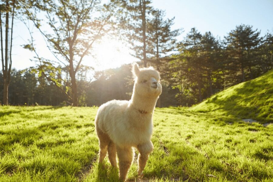 From Seoul: Full Day Trip to Alpaca Farm with Rail Bike - Luge at Vivaldi Park Ski World: adrenaline without snow
