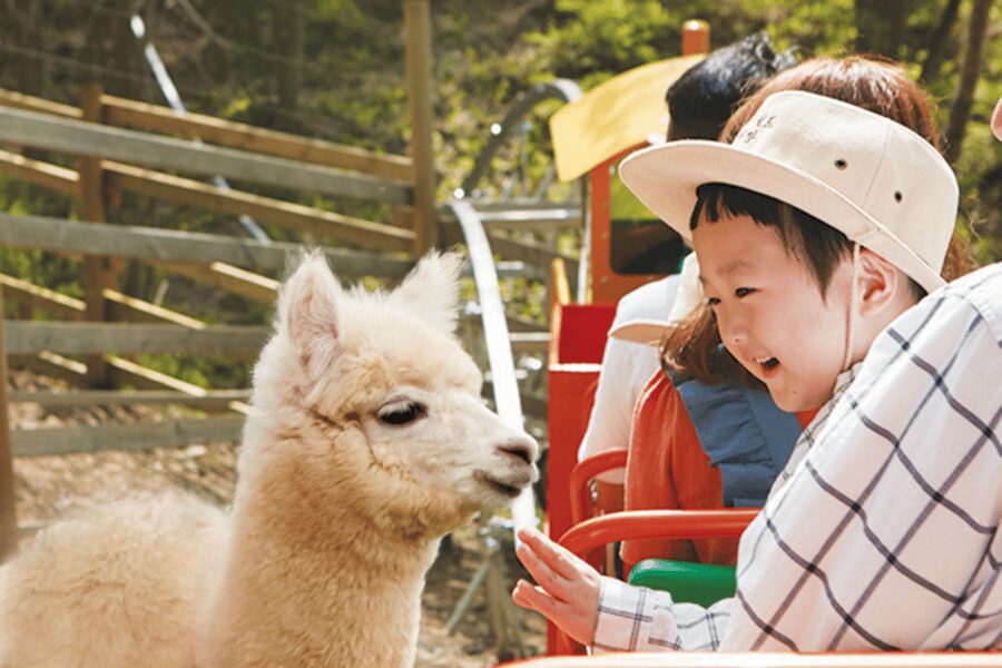 From Seoul: Full Day Trip to Alpaca Farm with Rail Bike - Small tips that make it easier