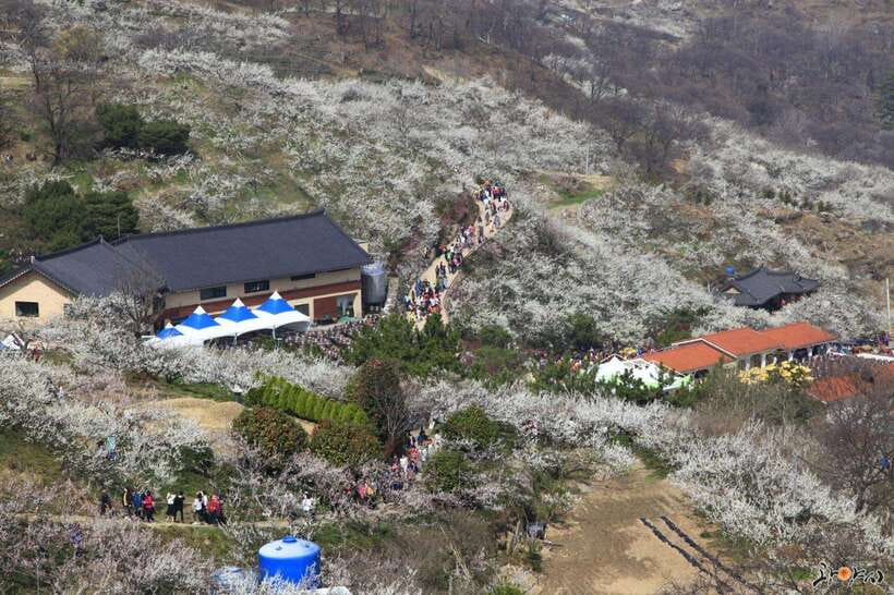 From Seoul: Korea Spring Cherry Blossom Day Tour - Key Highlights You’ll Actually Care About