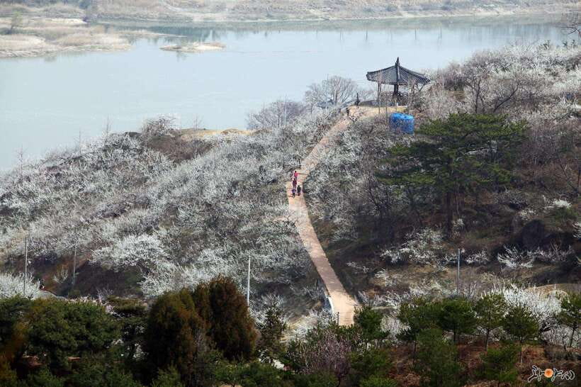 From Seoul: Korea Spring Cherry Blossom Day Tour - From Seoul in One Long Day, With Real Time to Wander