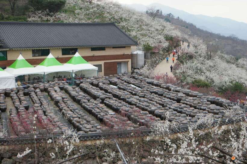 From Seoul: Korea Spring Cherry Blossom Day Tour - Donghaksa Temple Cherry Blossoms: Stone, Incense, and Petals in Frame
