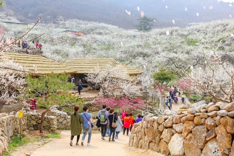 From Seoul: Korea Spring Cherry Blossom Day Tour - Gwangyang Maehwa Plum Village and the Seomjin River White-Flower Moment