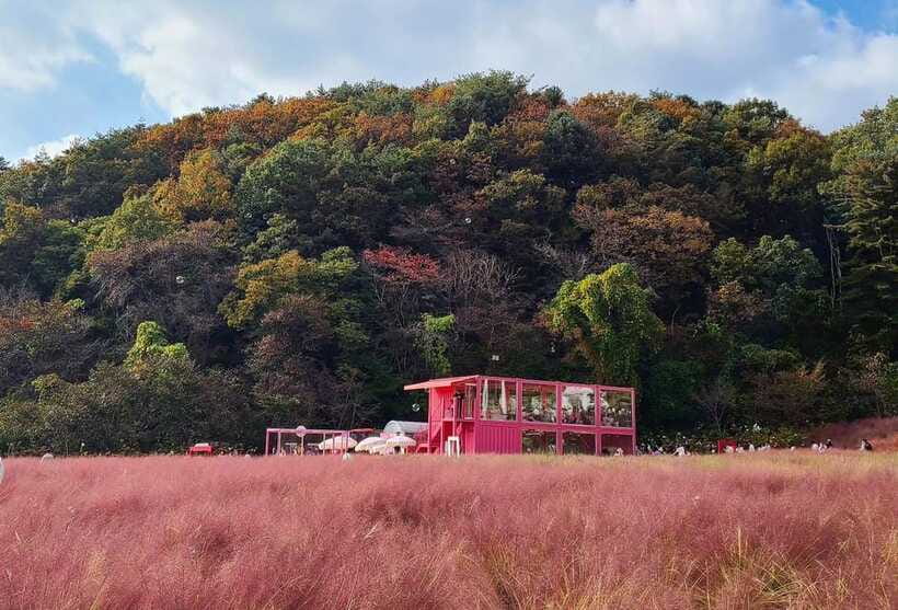 From Seoul: Pocheon, Sanjung Lake and Bidulginang Fall Trip - Herb Island: plants, herbs, and the Pink Muhly Grass payoff