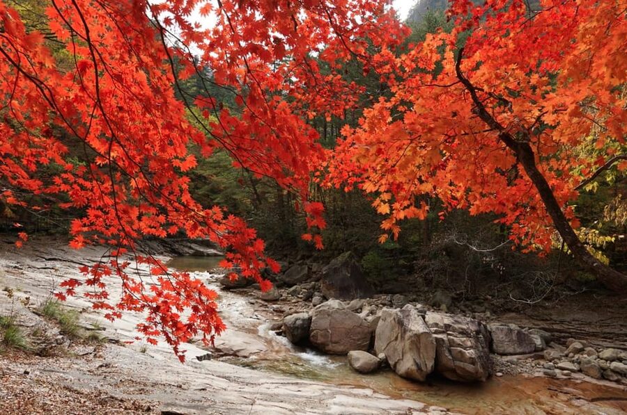 From Seoul: Seoraksan Mountain with Cable Car- Shuttle Bus - Autumn color reality check: what you can count on, and what you cannot