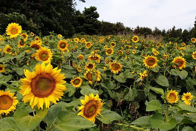 Full Day 12 hours whole Jeju Island private flexible tour - Transportation comfort: the stuff that keeps the day from breaking you