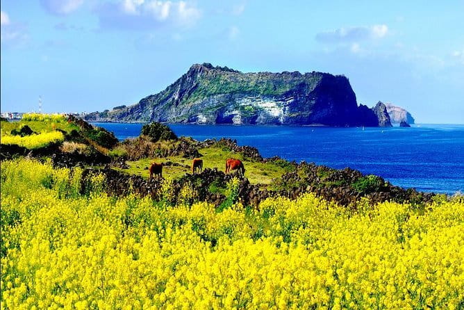 Full-day Customizable Private Jeju Island Tour - Hallasan National Park time: choose how hard you want to go