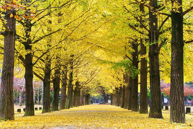 Full Day Private Tour Nami Island, Garden & Petite France - Guide skill matters more than you think
