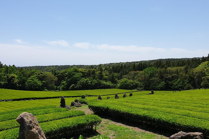 Fully Customizable Private Tour of Jeju Island - Folk Village, Olle trail walks, and the culture side you can actually choose