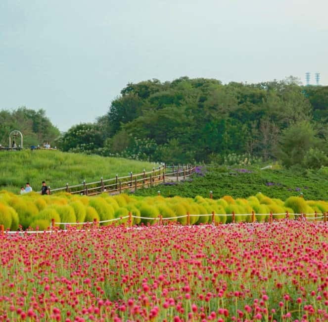 Hantan Canyon & Goseokjeong Flower Garden & Pink Muhly Park - How the guides keep the day on track (even in bad weather)