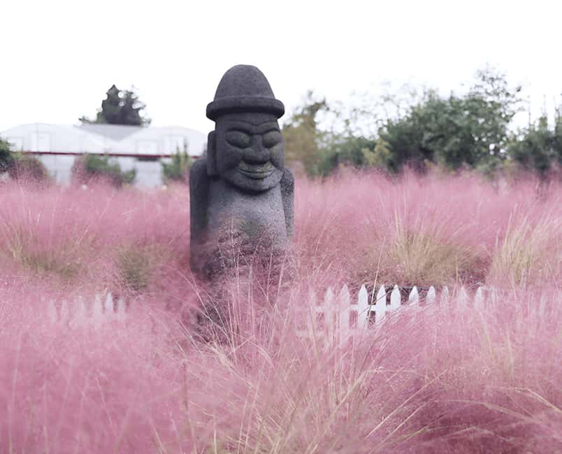 Jeju: 2026 Autumn Tour with Pink Muhly Festival Hotel Pickup - Key Highlights You Should Care About