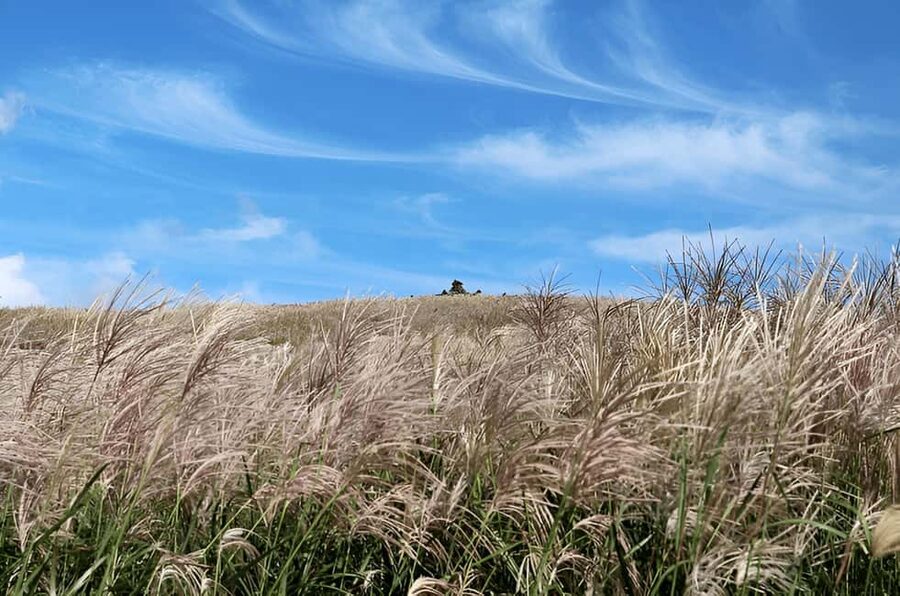 Jeju: 2026 Autumn Tour with Pink Muhly Festival Hotel Pickup - Why This 9-Hour Jeju Autumn Route Works